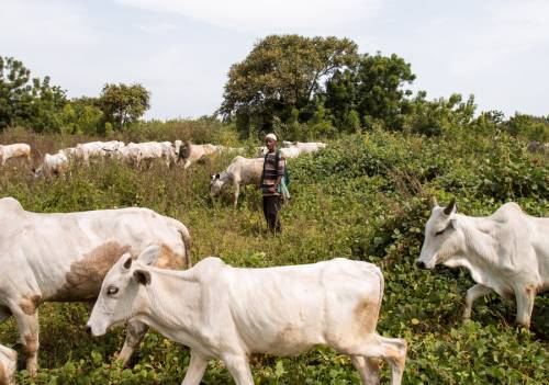 herdsmen