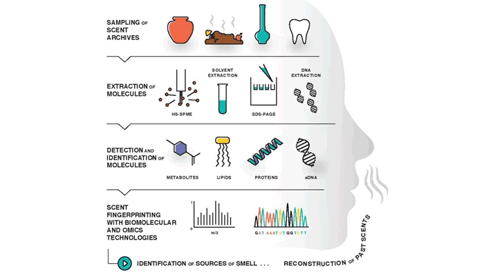 Past scents can be recovered from scent archives by extracting molecules using a variety of different methods