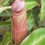 Cambodia's 'Penis Plant'