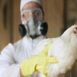 Australia Avian Flu infection