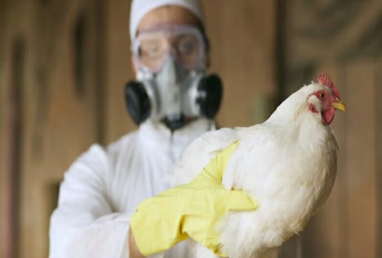 Australia Avian Flu infection