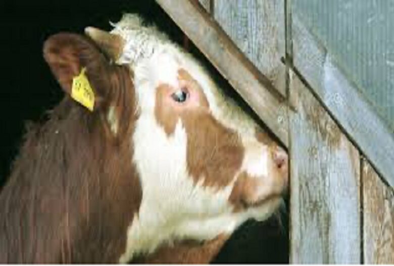 First case of mad cow disease in over two years confirmed