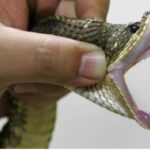 Kenyan scientists race to develop Antivenom as snakebite cases surge