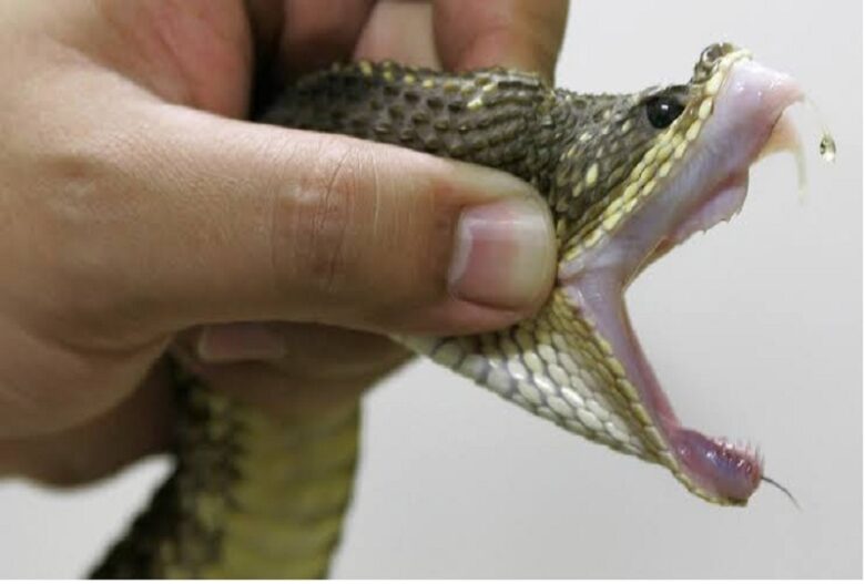 Kenyan scientists race to develop Antivenom as snakebite cases surge