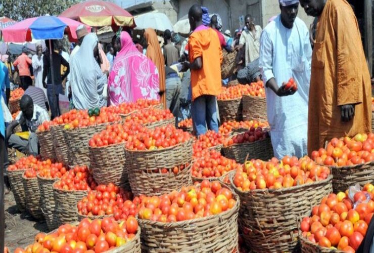 Nigerians groan as fresh tomato cost increases