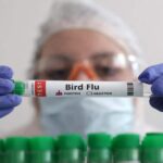 Finland leads global effort with Preemptive bird Flu vaccination program for animal workers