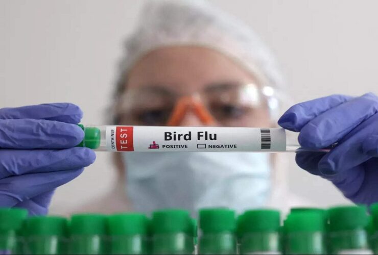 Finland leads global effort with Preemptive bird Flu vaccination program for animal workers