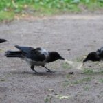 Why Kenya wants to kill a million house crows