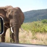 Elephant tourist