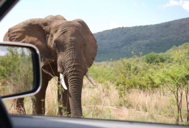 Elephant tourist