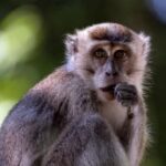 Monkey Malaria What you should know about the parasites posing growing risks to humans