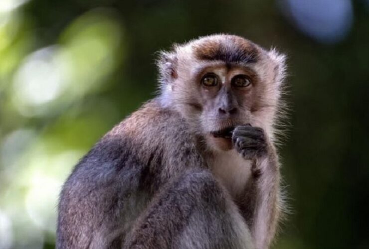 Monkey Malaria What you should know about the parasites posing growing risks to humans