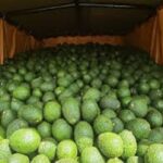 Kenya's Avocado Exports to China Plummet by 80% as Focus Shifts to Other Lucrative Markets