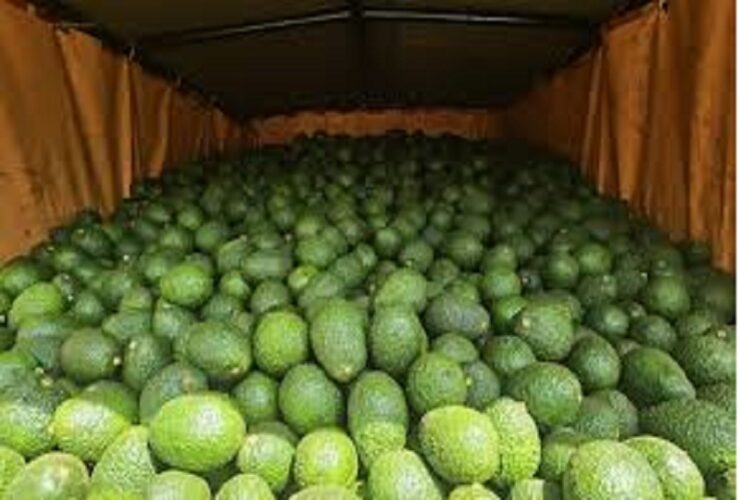 Kenya's Avocado Exports to China Plummet by 80% as Focus Shifts to Other Lucrative Markets