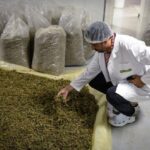 Morocco's king pardons nearly 5000 convicted or wanted for cannabis cultivation