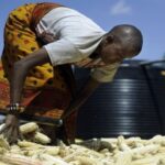 Ghana bans grain exports amid drought threat