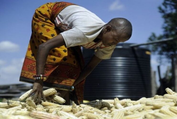 Ghana bans grain exports amid drought threat