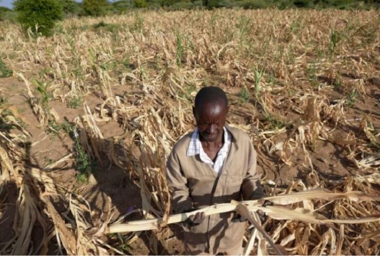 Hunger grips Lesotho Malawi Namibia as drought wipes out crops