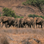 Namibia to cull 723 wild animals