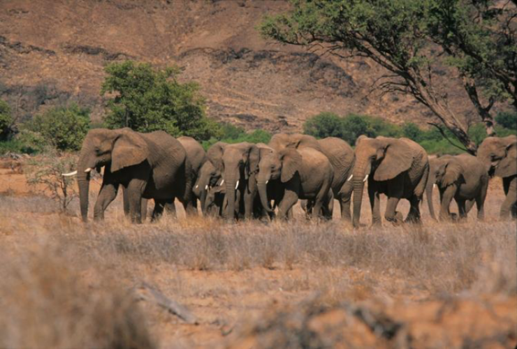 Namibia to cull 723 wild animals