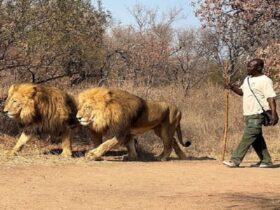 South Africa's ban on captive Lion breeding