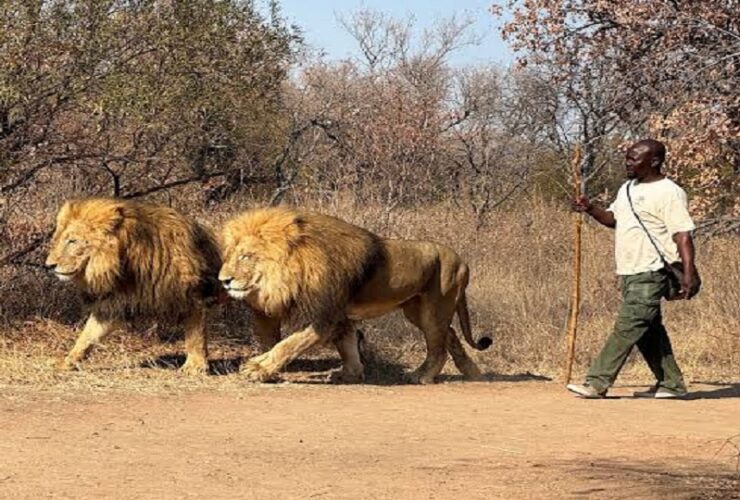 South Africa's ban on captive Lion breeding