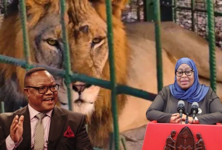 Tanzanian President Suluhu Hassan names ‘mischievous’ lion after opposition leader