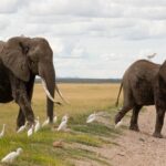 Conservationists urge Tanzania to end elephant trophy hunting in border reserve