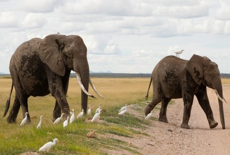 Conservationists urge Tanzania to end elephant trophy hunting in border reserve