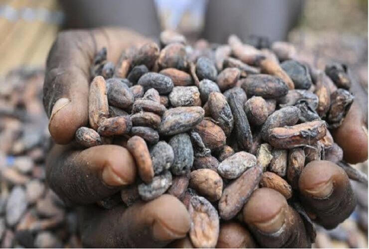 Ghana loses over a third of Cocoa output to smuggling due to price payment challenges