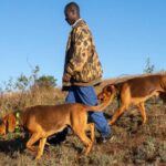 Malawi Investigates Sudden Deaths of Dogs Linked to Aflatoxin Contamination