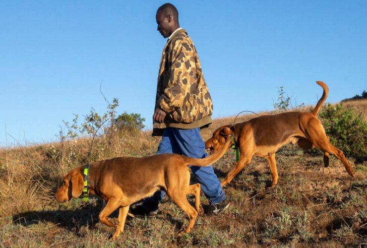 Malawi Investigates Sudden Deaths of Dogs Linked to Aflatoxin Contamination