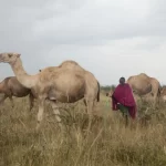 Climate change forces Kenya