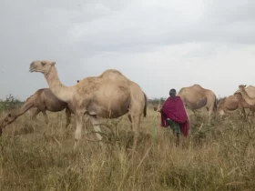 Climate change forces Kenya