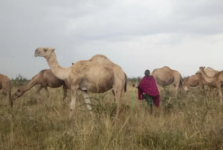 Climate change forces Kenya