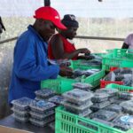 Zimbabwean Blueberry farmers