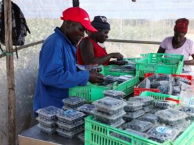 Zimbabwean Blueberry farmers