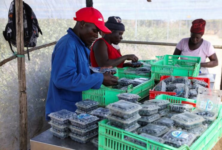 Zimbabwean Blueberry farmers