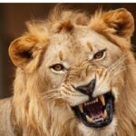 Lion kills 35-year-old worker in zoo belonging to ex-Nigerian president