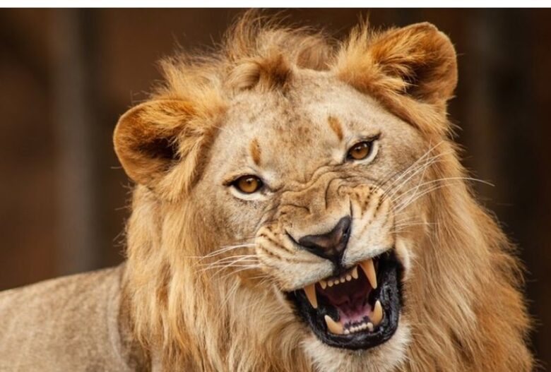 Lion kills 35-year-old worker in zoo belonging to ex-Nigerian president