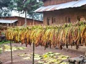 Malawi sees huge boost in tobacco revenue despite drought