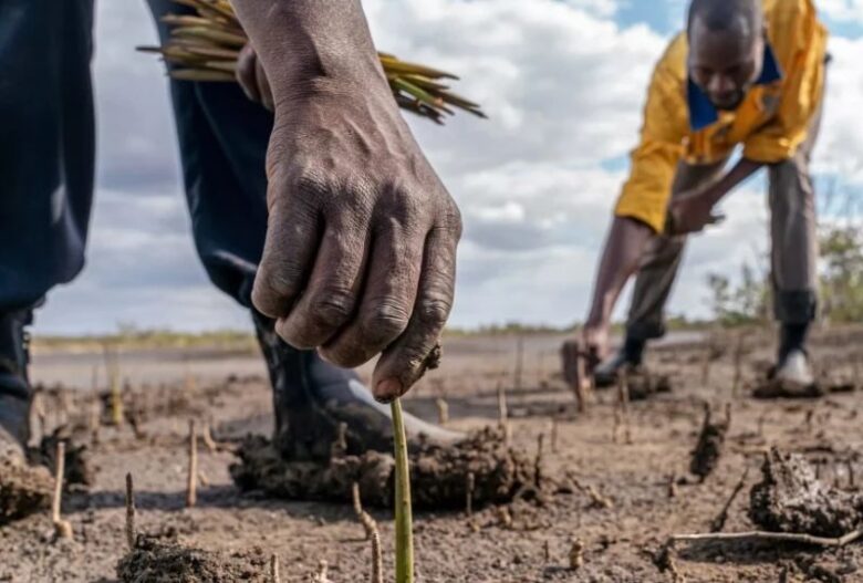 Mozambique to plant 200 million trees in largest conservation project