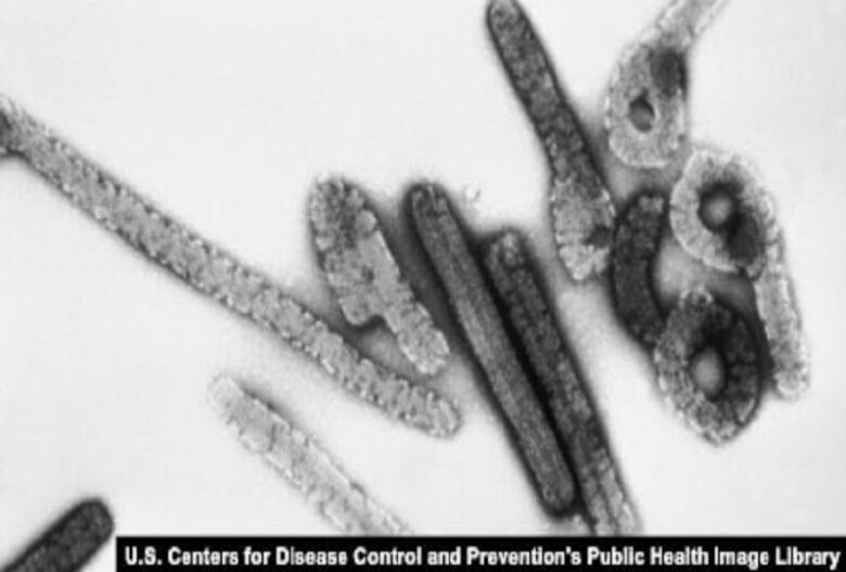 Rwanda confirms six deaths 20 cases in Marburg virus outbreak