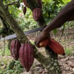 Cameroon Cocoa price surge