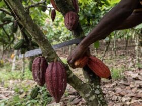 Cameroon Cocoa price surge