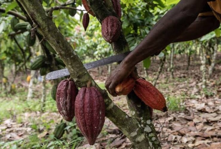 Cameroon Cocoa price surge